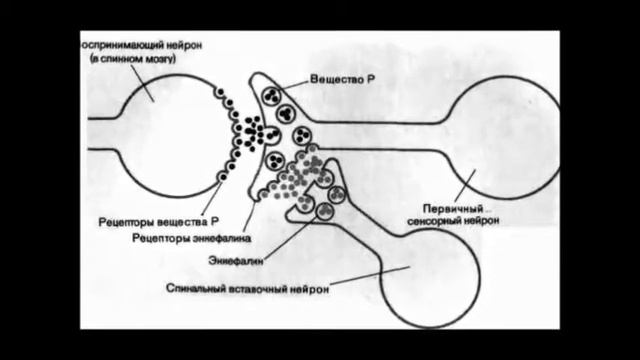 Equus Liber. 3 серия: 