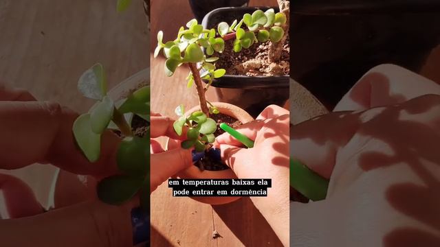 Portulacaria #suculenta #suculentas #plantas #jardim #plantasdecasa #succulents #plants #cactos
