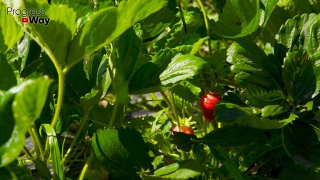 В Сентябре Октябре Под Клубнику Подливаю Это, Мало Кто Знает Об Этом!