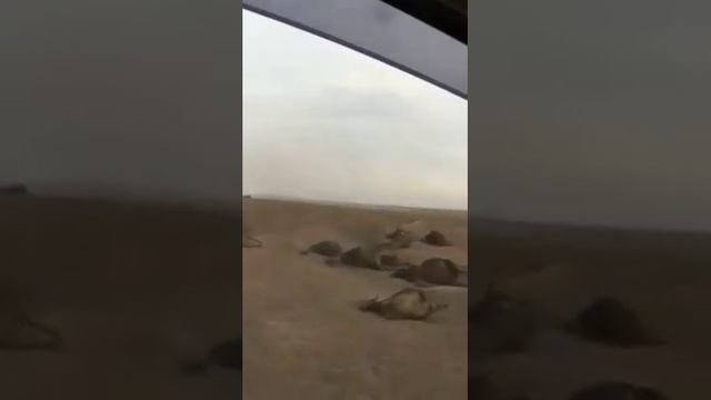 Пожары в Забайкальском крае. Сгорели заживо животные.
