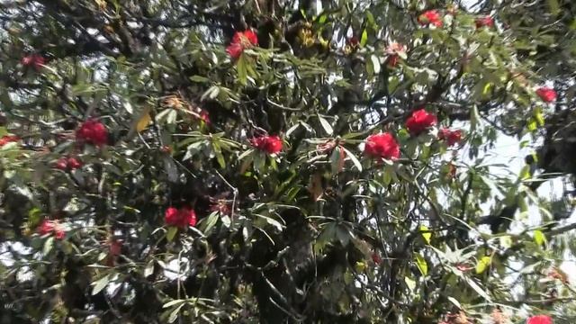 Полторы минуты о Непале весной! В следующем году обязательно повторим в первой половине марта.