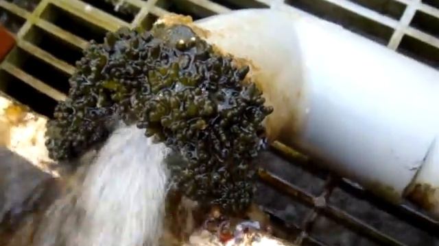 Codium Fragile (green Algae) Attached To The Drain Outlet In Hiroshima, Japan. Mar. 19, 2012