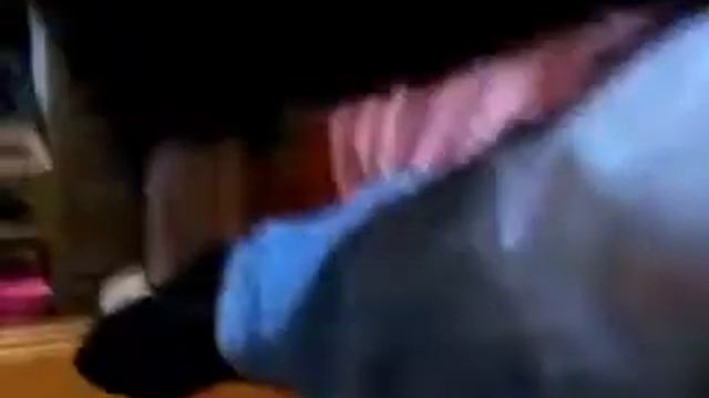 Шпиц Делика и маленький шпиц Мина играются