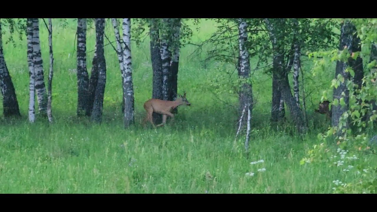 Косулиный ложный гон в начале июня
