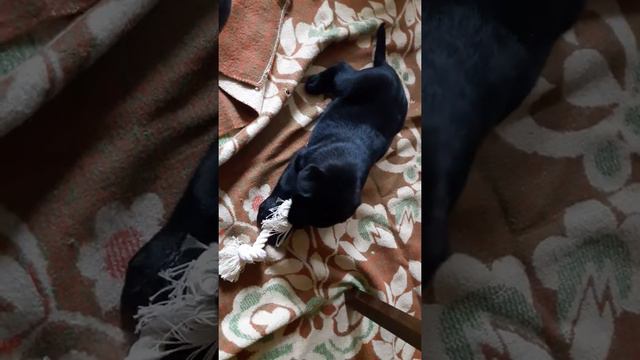 Лабрадор Pandora, первый день дома!