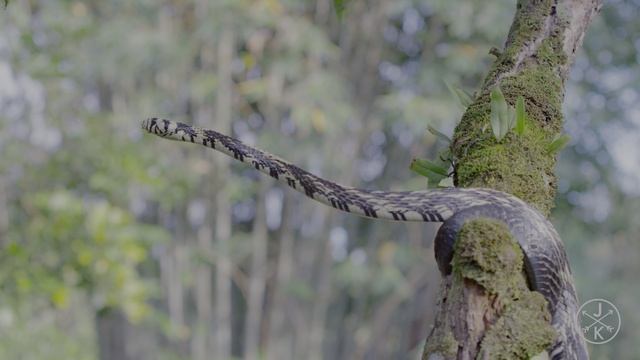Коста Рика в 4K 60fps HDR (ULTRA HD)