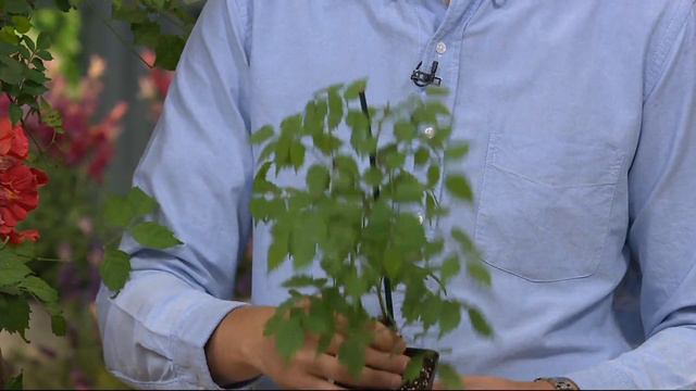 Roberta's 4-pc. Water Wise Hummingbird Vine Collection On QVC