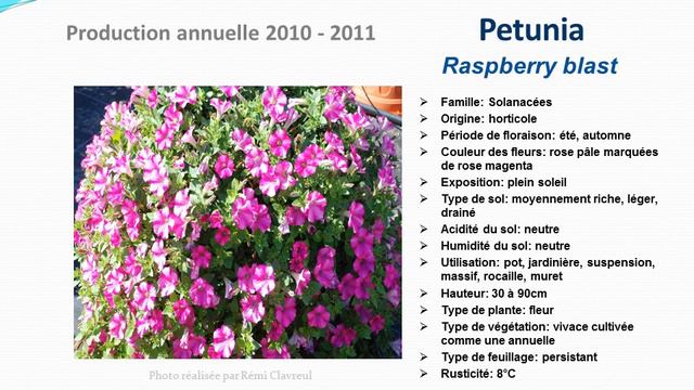 Petunia Raspberry Blast: Plante Annuelle