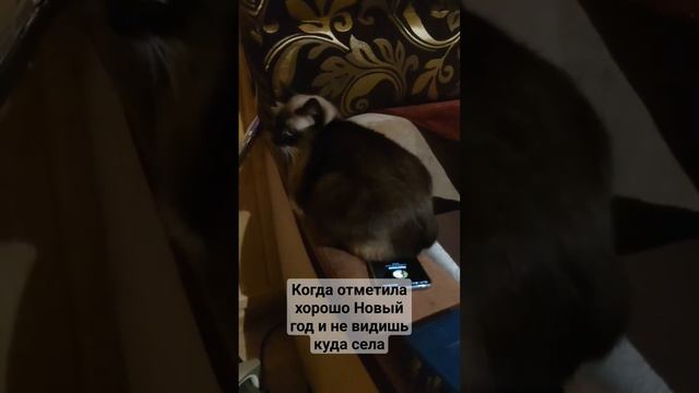 #животные #кот #любимка #тайская #лунка #игра #отдых