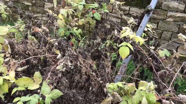 Az Bothanic Малина Зюгана 27 января 2021