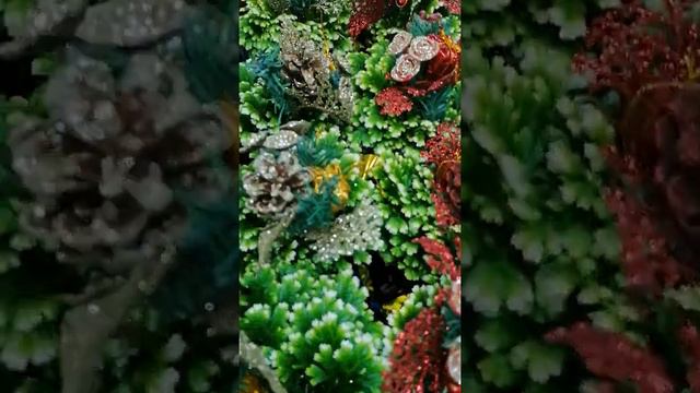 Selaginella With Christmas Decorations 🎄🎍✨