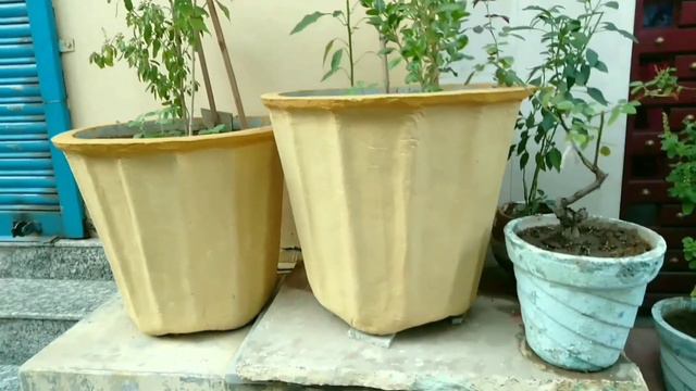 Best Pot For Plants , Ceramic Pot , Clay Pot , Cement Pot , Plastic Pot , Grow Bags