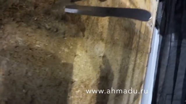 Безоборотное метание ножа. Наиль Ахмаду. Упражнение на выносливость.
