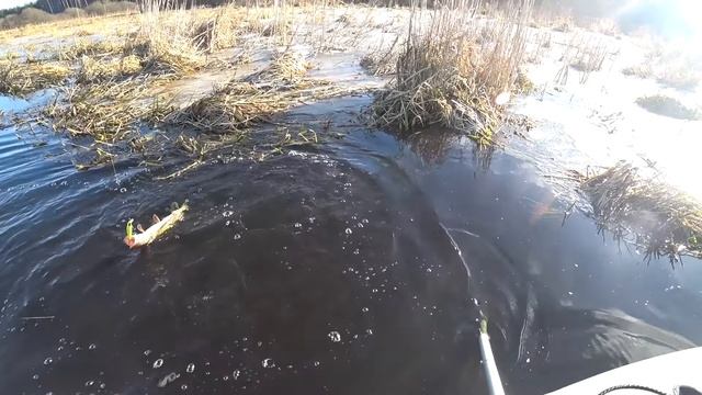 Да сколько же щуки в этой реке??!!!! Рыбака на спиннинг Zetrix Avalanche.