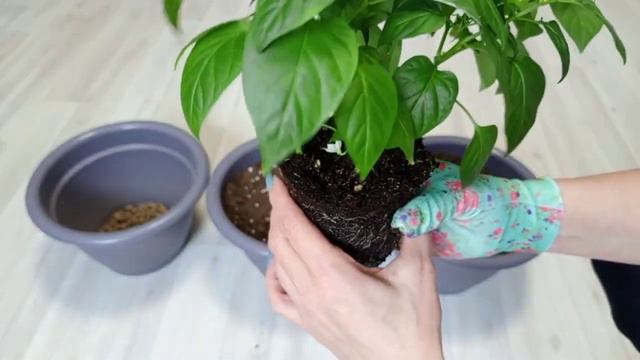 Из  ХИЛОЙ РАССАДЫ В ЖИРНУЮ  Секреты толстой рассады