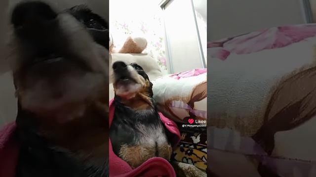 Масяня и Чарли