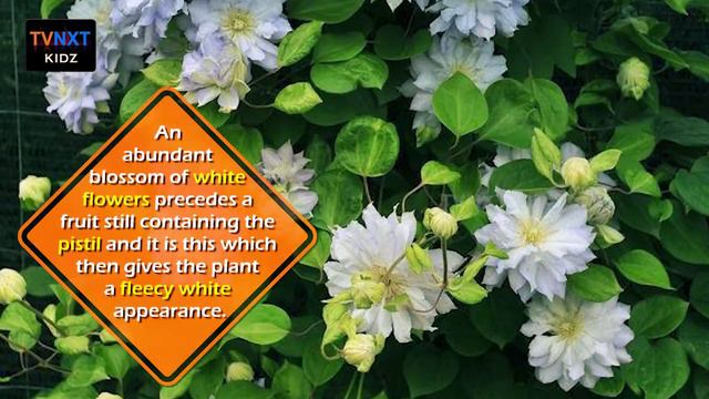 Buttercup Family || Nature Search || TVNXT Kids