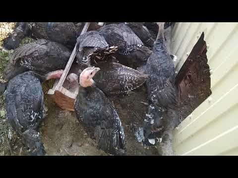 Как индюки едят зерносмесь