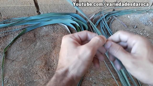 CITRONELA Ou CAPIM LIMÃO ? Como Reconhecer De Maneira SIMPLES E FÁCIL