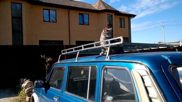 Аренда крыши авто для КОТА!!!)