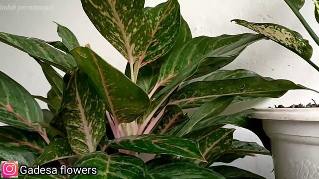 E5443221c5ddfdaeb131294835460b39