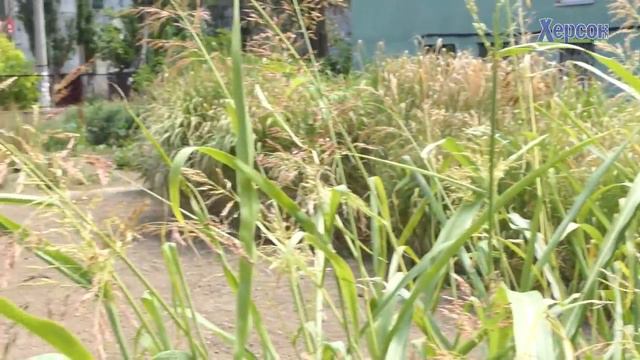 Косимо дрова. На Херсонщині фермери вирощують енергетичні рослини