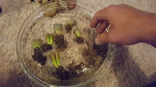 Lithops Update