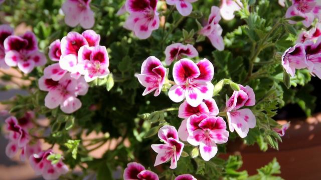 Geranien Pflege - So Geht's