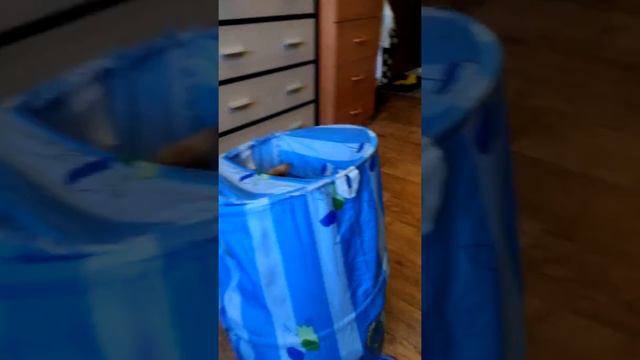 бенгалы растут