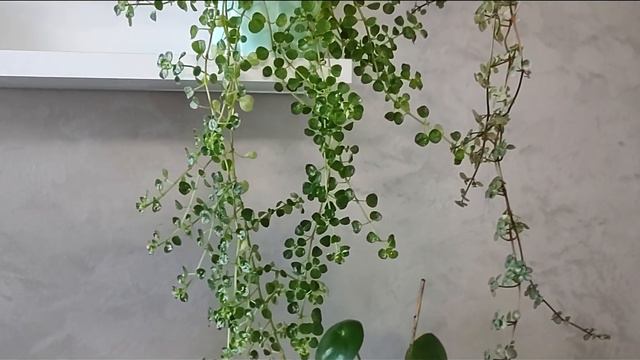 Пилея - пять сортов из моей коллекции.