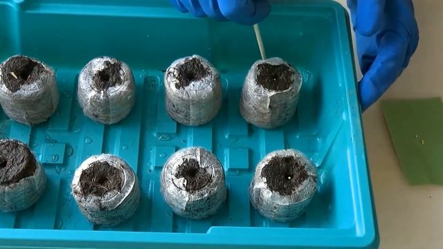 🌺Сажаем ПЕТУНИЮ🌺ЧАСТЬ 1/We Plant PETUNIA / PART 1/Varya Dokuchaeva