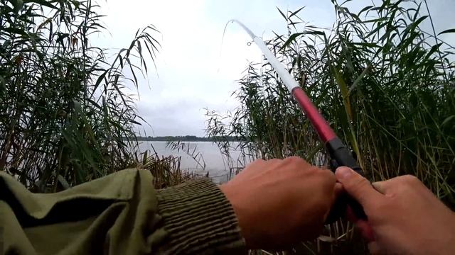 ТАКОГО ВЫ НЕ ВИДЕЛИ! ДИКИЙ САЗАН ЗАТАЩИЛ ДЕВУШКУ В ВОДУ! Сазан на боковой кивок. Рыбалка 2023