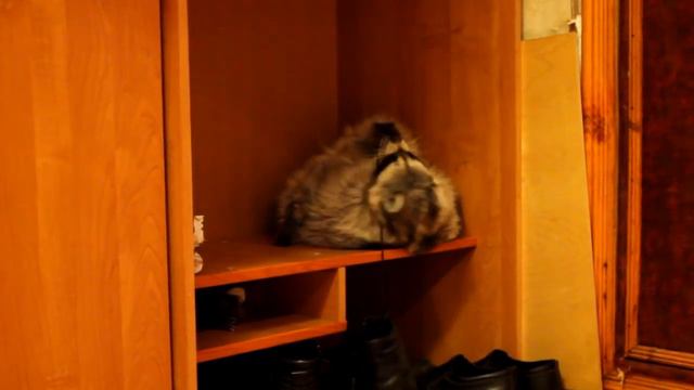 Енот и ботинок