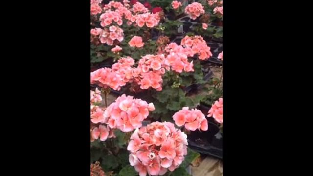 Pink Geranium.Landscape-Hardscape: Bucks County, PA: Orserlandscaping.com