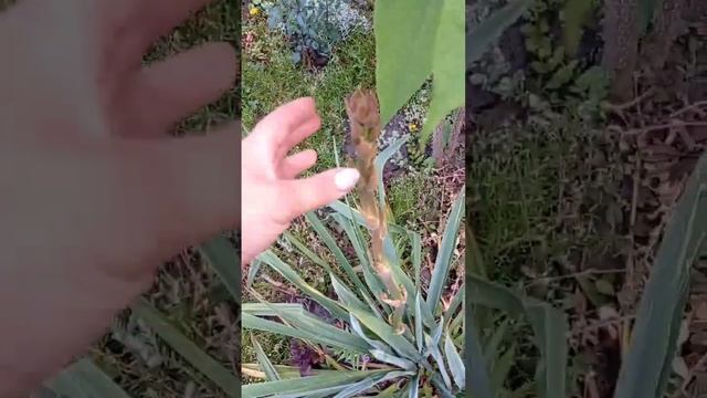 25.06 желтый пион бортзелла, юкка, мальва шток роза, #nature #дача  #сад #plant #flower #garden