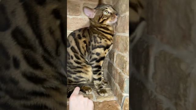 Бенгальский кот