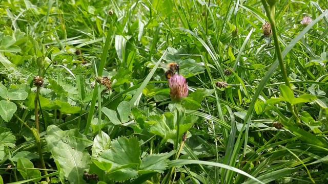 ТАРАНТАСИК.mp4