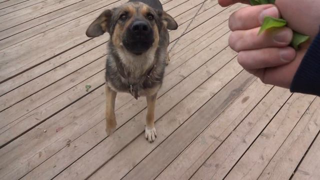 2018-09-08 Пёс ест горох Dog Eats Beans