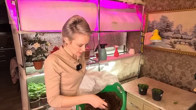 РАССАДА ДЛЯ ПРОДАЖИ.ЧЕРЕНКУЮ И ПРИУМНОЖАЮ ПЕТУНИЮ.МОЙ ОПЫТ 2023.