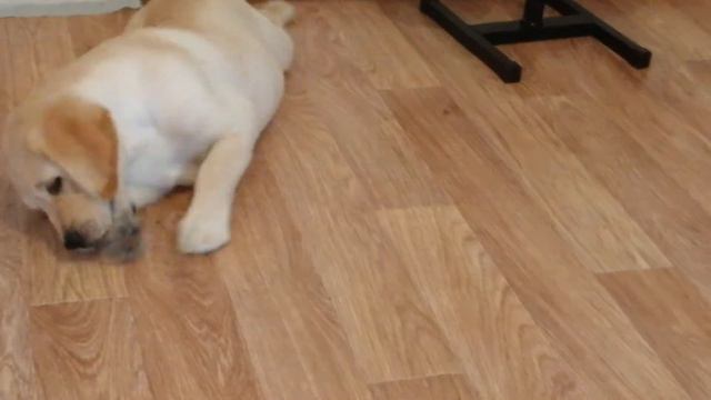 Лабрадор - ретривер Бэлла