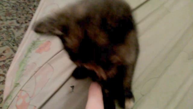 Как поживает  наш найденные котёнок .