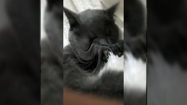 Смешные фото с Лили\ Маркизу 9 сен было 4 мес🐾💞