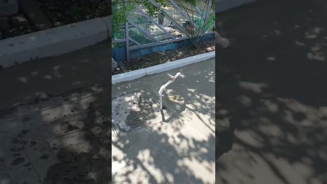 Армавир таежная часть 2  , заливаем двор, отмостку , делаем дренажи.