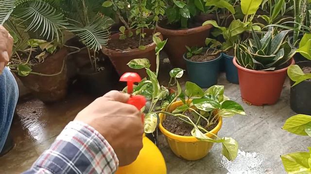 Marble Money Plant Grow & Bushy I Marble Queen Pothos I Marble Pothos Fertilizer