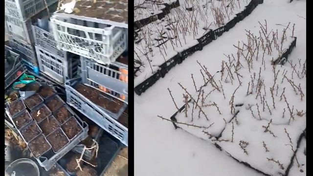 Снежное 4 апреля 23 г. Как выбрать сорт соответсующий вашей цели