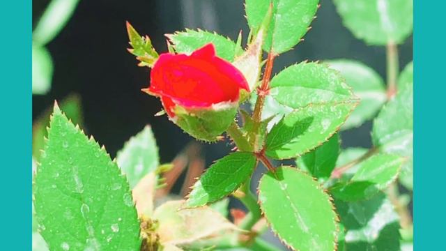 Top Different Flowers Grow At Home.mogra Roses Daisy Gardenia