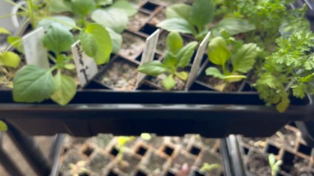 🌱Seedling Update And Seed Starting Room 🌱