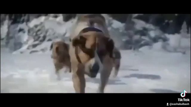 Сашка Бульбаш