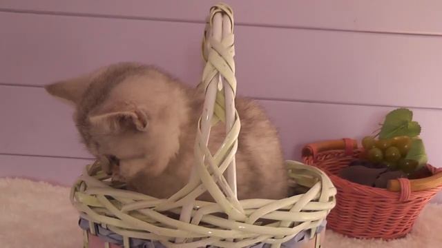 1764e48f64be62ad48e6c6ce1a1cf74c