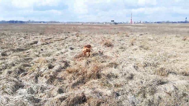 17 марта 2021 г. Выжла куропатка Melodyhouse Imperial For Absoliuti Laisve 11 месяцев